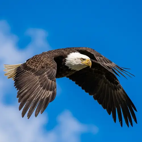 Majestic Eagle Soaring Through the Sky | Wildlife Photography