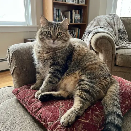 Majestic Overweight Cat with Warm Fur Colors