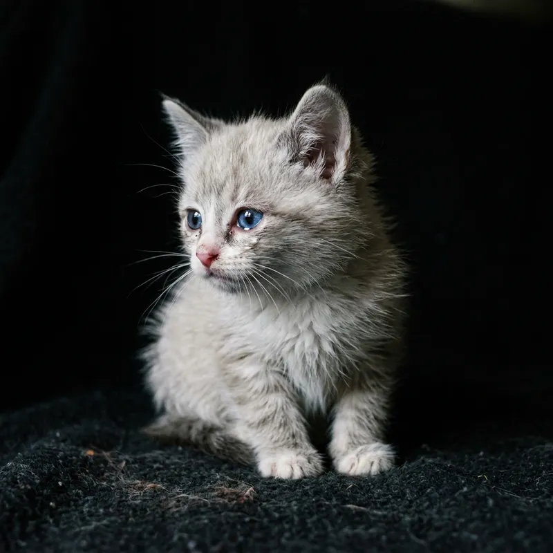 Somber Sad Kitty with Sapphire Blue Eyes | Emotional Pet Photography Somber Sad Kitty with Sapphire Blue Eyes | Emotional Pet Photography