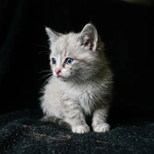 Somber Sad Kitty with Sapphire Blue Eyes | Emotional Pet Photography