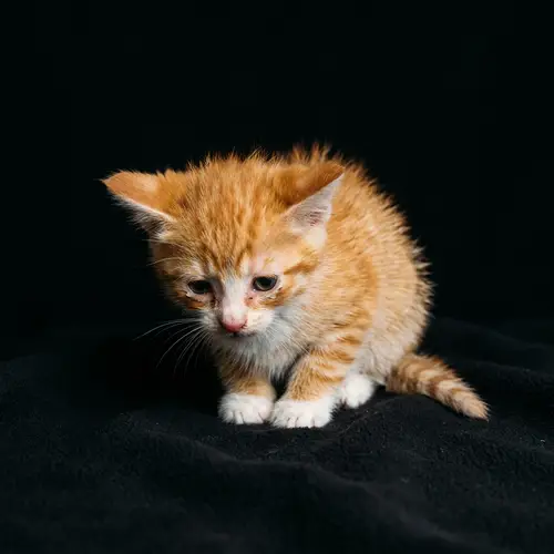 Very Sad Kitten on Black Background - Heartrending Image