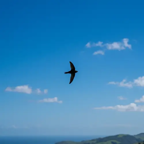 Serene Scene of a Bird in Mid-Flight
