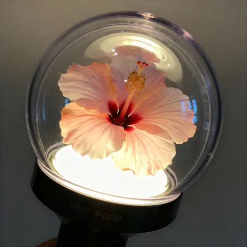 Kpop-Inspired Hibiscus Lightstick