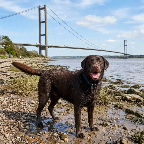 Charming Labrador at Humber Bridge - Hull Photography