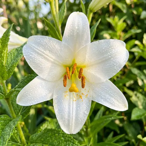 Vibrant Lily Bloom: White Petals with Yellow Pistil in Morning Dew