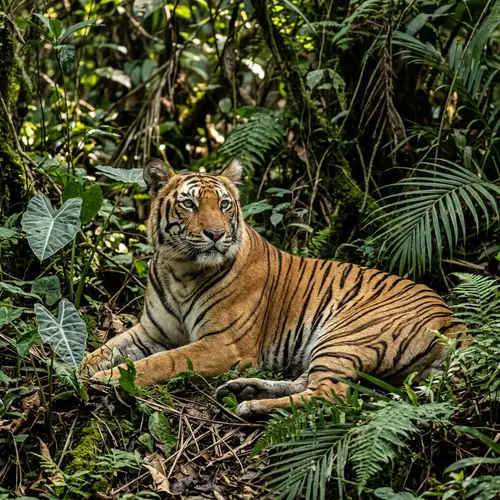 Majestic Tiger in Tropical Jungle - Wildlife Photography