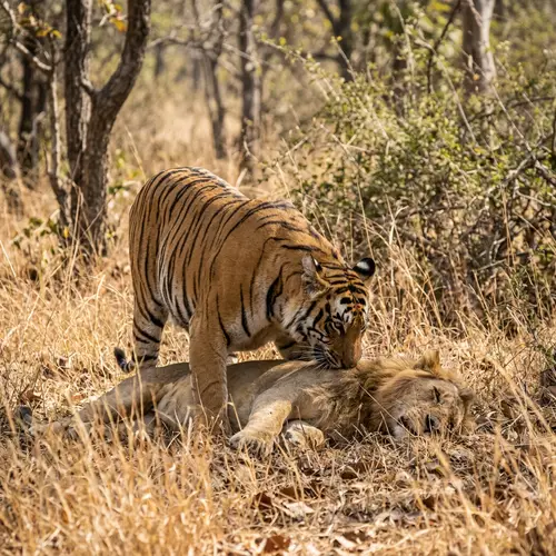 Tiger Devouring Lion - Wildlife Encounter
