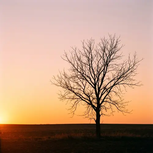 Sunset Silhouette: A Minimalist Masterpiece