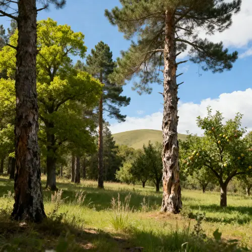Scenic Landscape with Trees