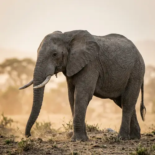 Beautiful Elephant Profile on Light Background