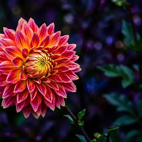 Colorful Bloom Dahlia Flower 5K Wallpaper | Close-Up Resolution
