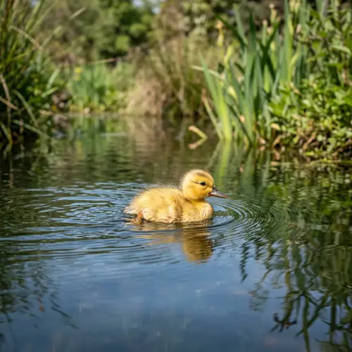 Cute Little Duck Swimming - Adorable Duckling Images