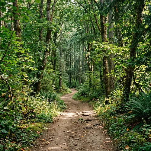 Scenic Forest Path: Explore Nature's Beauty
