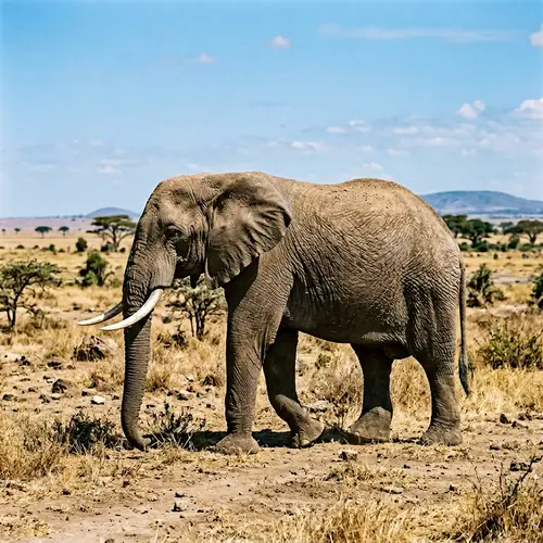 Majestic African Elephant in Savanna | Wildlife Photography