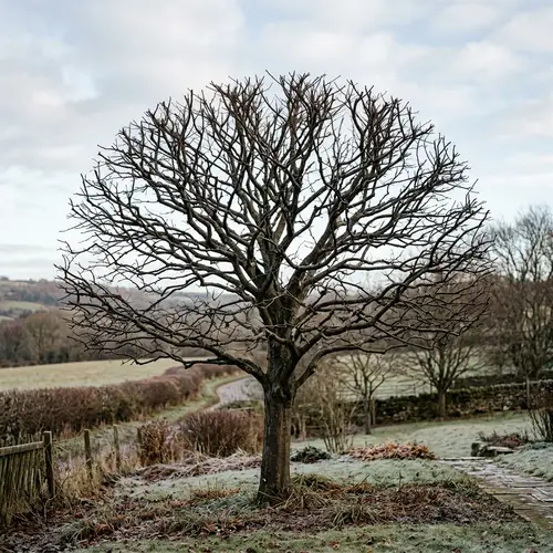 Pruned Tree - Symmetry in Nature | Website