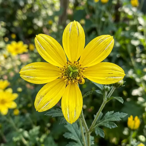 Vibrant Yellow Chrysanthemum Flower with Green Details