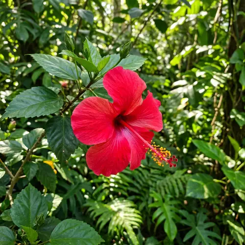 Vibrant Gumamela Flower | Native to Philippines