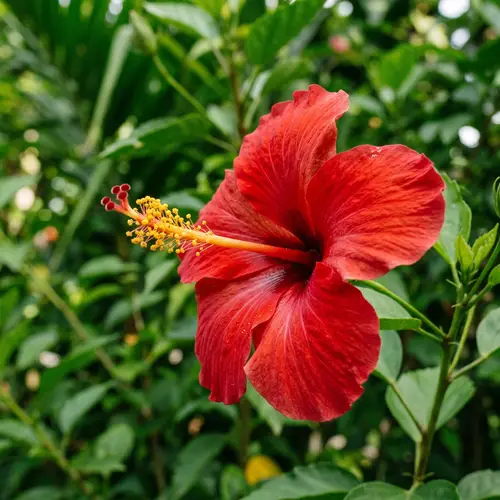 Vibrant Red Hibiscus Flower Blooming in the Philippines