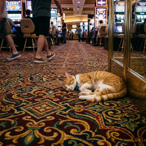 Cat in Casino Carpet