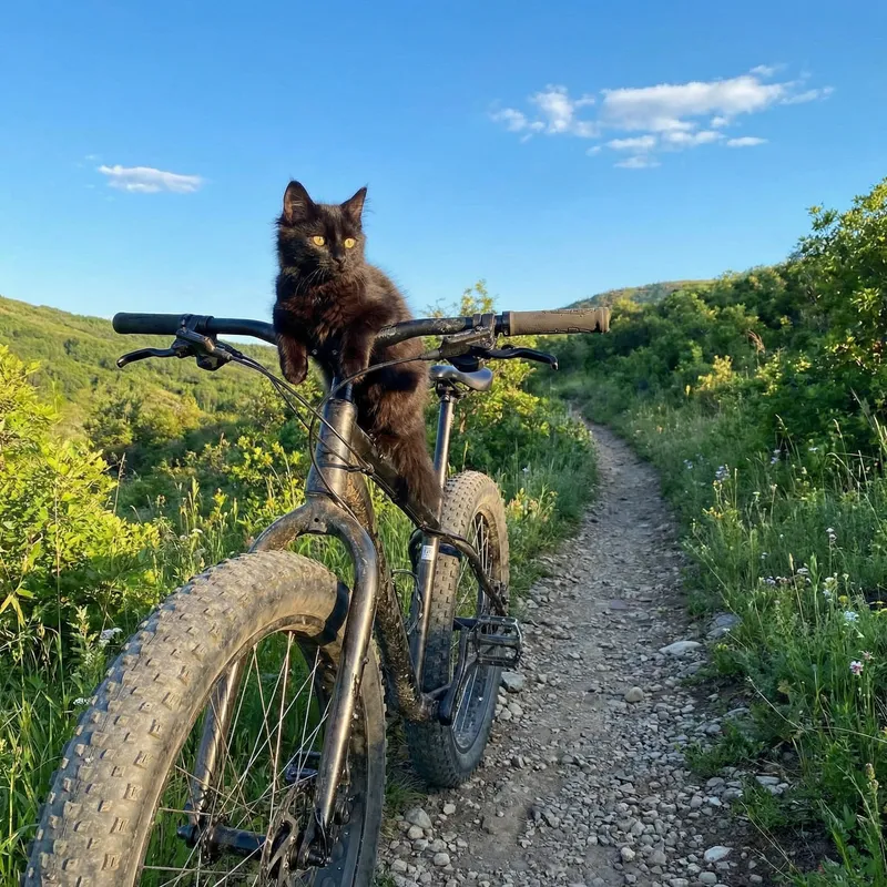 Black Cat Rides Mountain Bike: A Hyperrealistic Scene