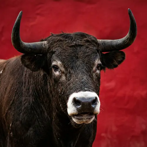 Crying Bull with White Nose on Red Background