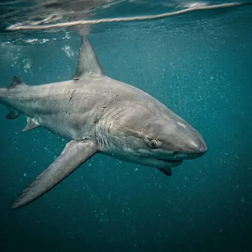 Underwater Shark Photo Enhancement Service