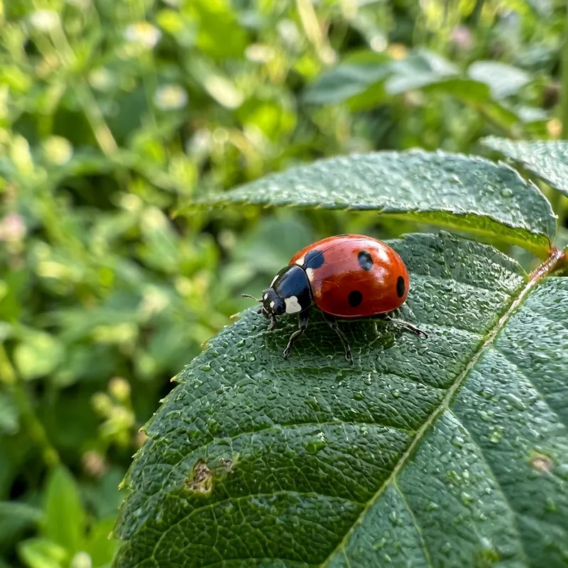 Ladybug - Nature's Colorful Beetle