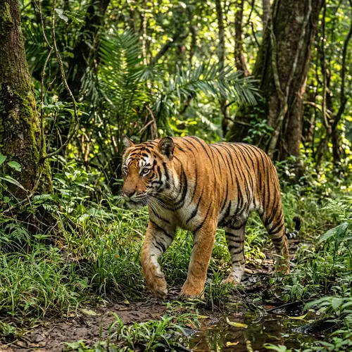 Majestic Tigers: Nature's Fierce Beauties