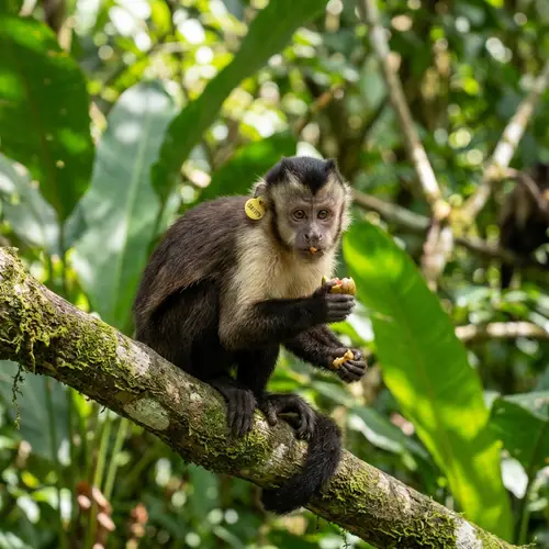 Explore Fascinating Monkey Facts and Features