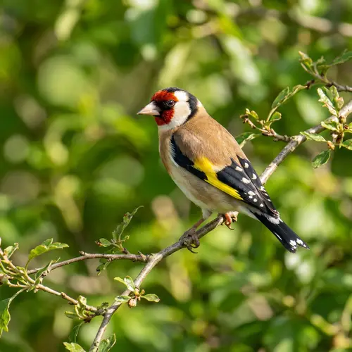 Colorful European Goldfinch Perched on Tree Branch