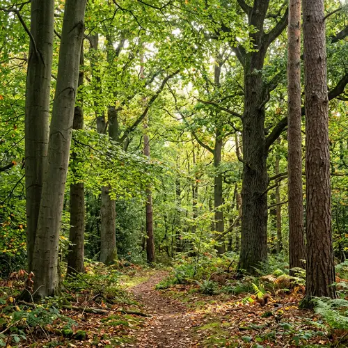 Explore a Beech, Oak, and Pine Forest Landscape
