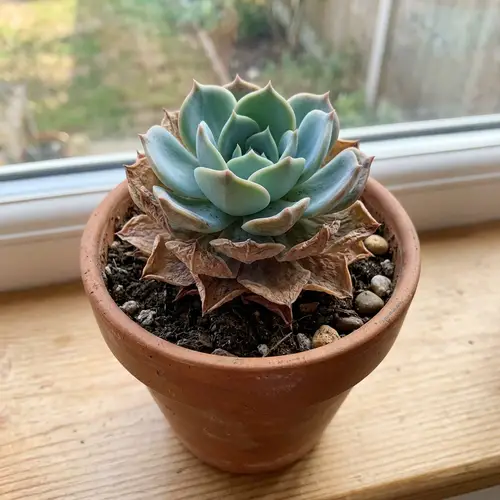 Succulent Plant Care: Reviving Shriveled Leaves Quickly