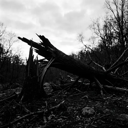Black and White Silhouette of a Broken Tree Trunk