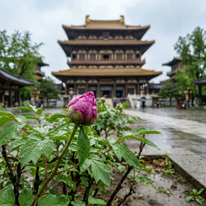 Peony Flower and Luoyang Mingtang in the Aftermath of Rain