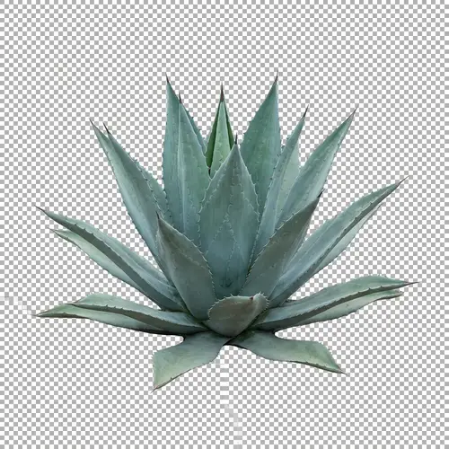 Detailed Agave Sheet PNG for Label Design
