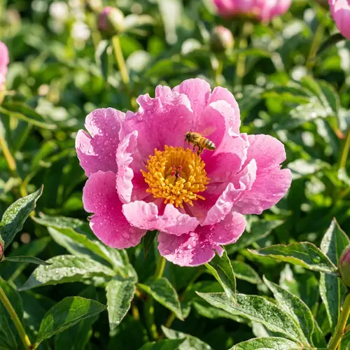 Vibrant Pink Flower Blooming in Lush Green Garden