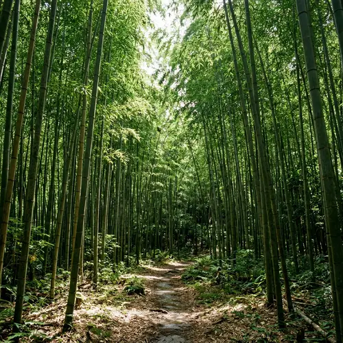 Lush Bamboo Jungle | Nature's Beauty in Greenery