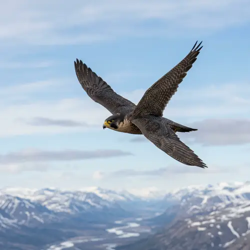 Majestic Falcon Soaring High | Answering the Call of Nature