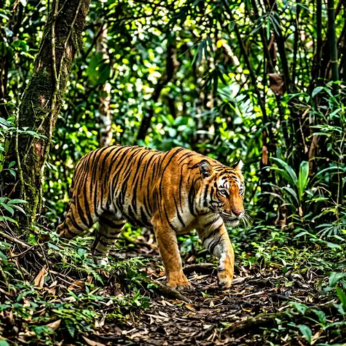 Majestic Tiger Prowling in Natural Habitat