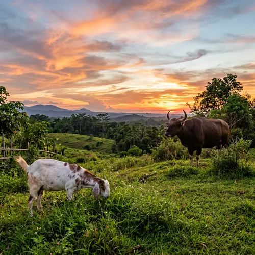 Serene Nature Scene with Goat and Buffalo Grazing