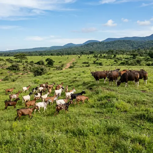 Serene Grassland Scene: Goats Grazing Among Banteng Bulls