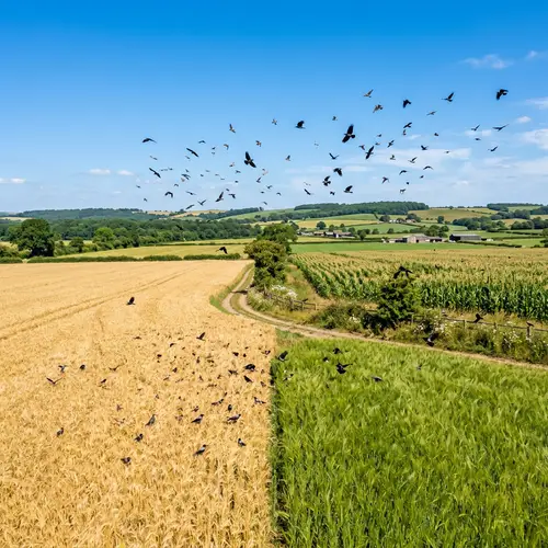 Pasture Field with Wheat, Barley, Corn, Birds and Crows