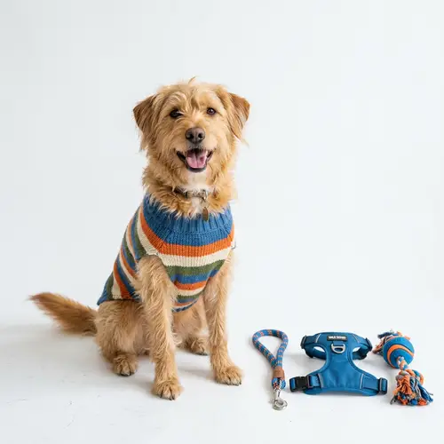 Joyful Dog in Sweater | Leash, Harness & Toy | Contentment Ambience