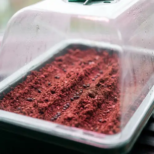 Grow Healthy Tomato Plants: Step-by-Step Guide