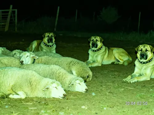 Night Vision CCTV: Kangal Dogs Guarding Sheep