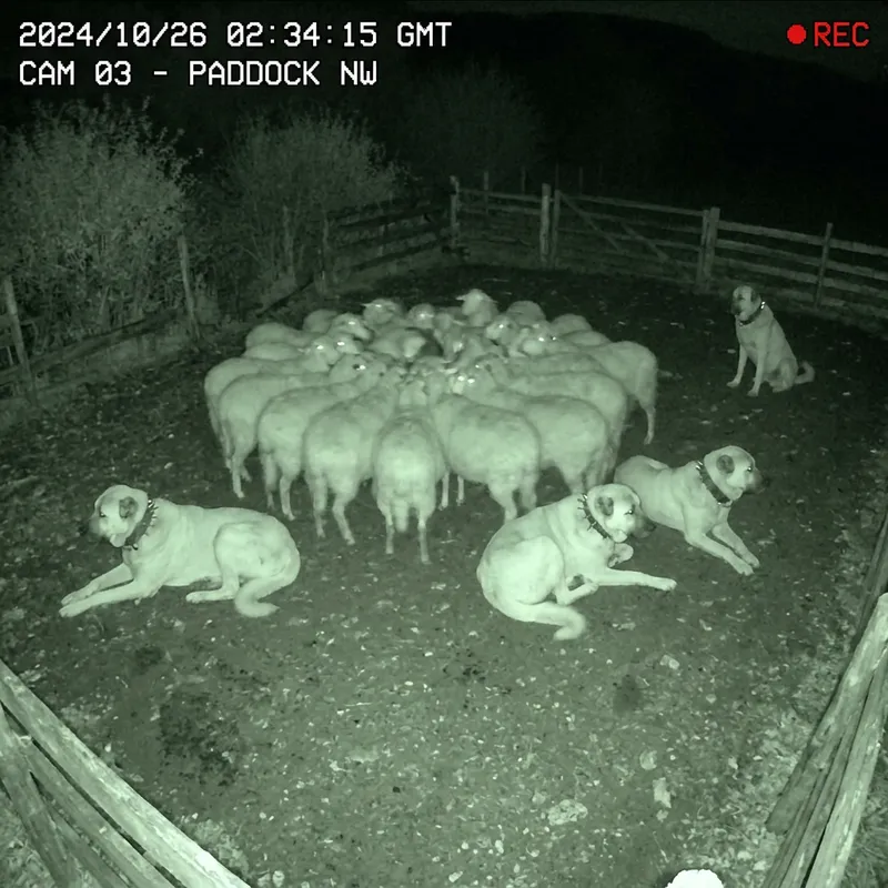 Night Vision CCTV: Kangal Dogs Guarding Sheep Night Vision CCTV: Kangal Dogs Guarding Sheep