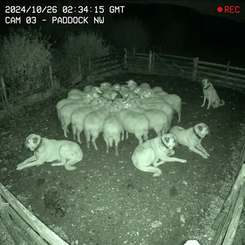 Night Vision CCTV: Kangal Dogs Guarding Sheep