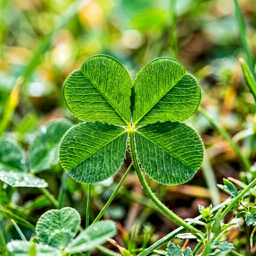 Lush Four-Leaf Clover Image | Green Heart-Shaped Leaves