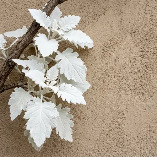 High-Definition White Leaves on Branch