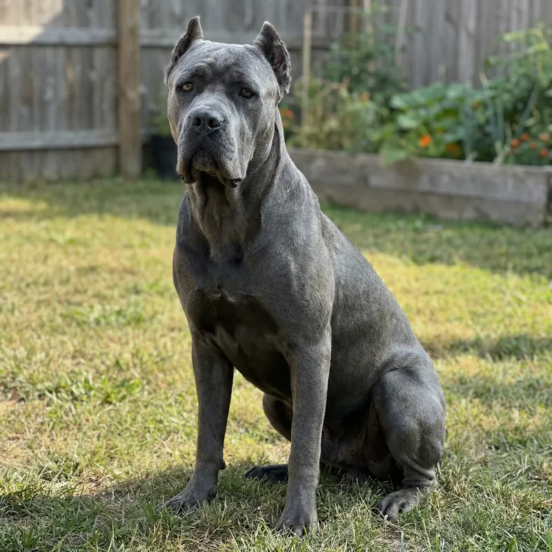 Blue Cane Corso: Majestic Canine Companion